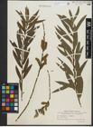 Foto von Salix purpurea L. x Salix viminalis L.